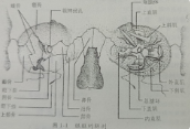 潍坊验光配镜培训学校分享眼外肌的解剖之眼眶