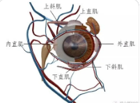 眼外肌的详细解析--潍坊验光师培训学校来分享